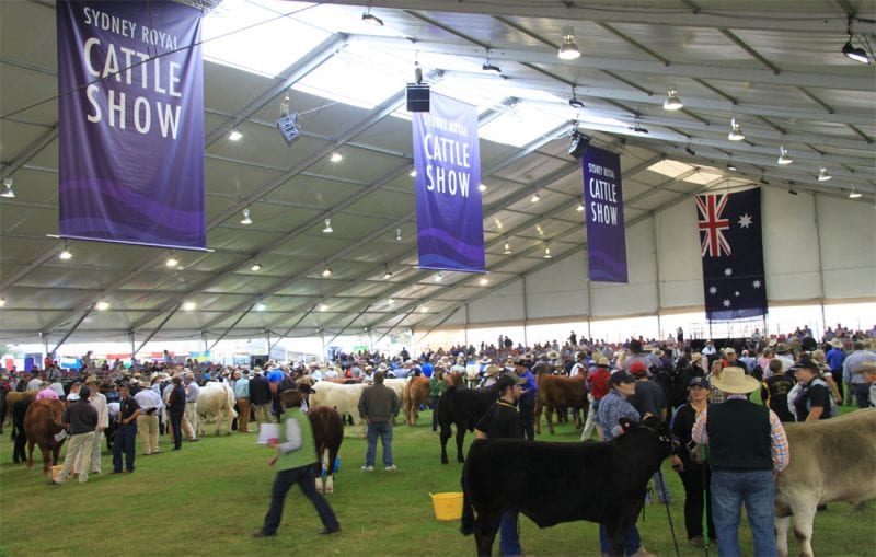 50m Structure Cattle Show, Pattis Hire